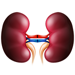 kidney